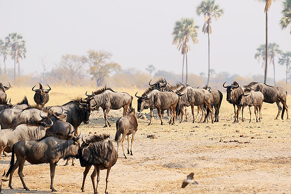 Hwange National Park