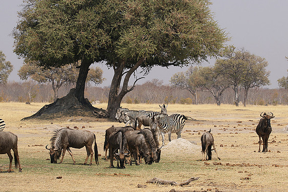 Hwange National Park