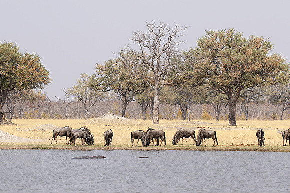 Hwange National Park