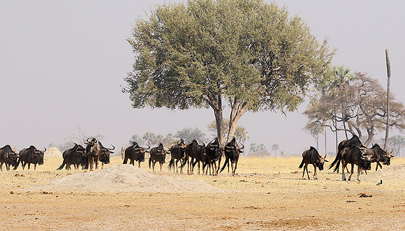 Hwange National Park