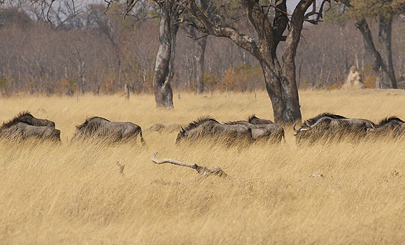 Hwange National Park