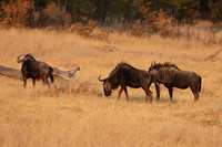 Matetsi private game reserve