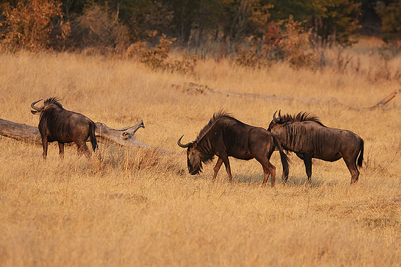 Matetsi private game reserve