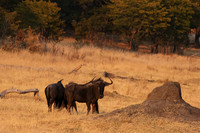Matetsi private game reserve