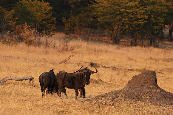 Matetsi private game reserve