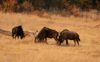 Matetsi private game reserve