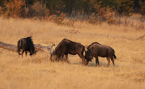 Matetsi private game reserve