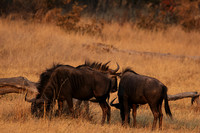 Matetsi private game reserve