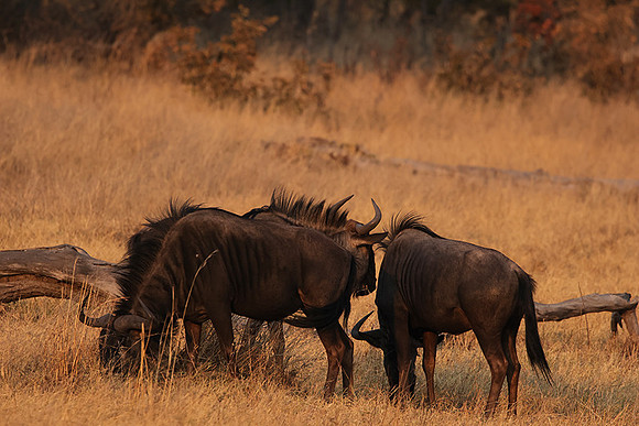 Matetsi private game reserve