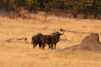 Matetsi private game reserve
