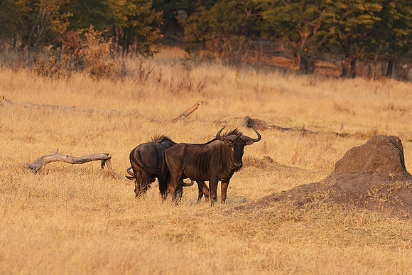Matetsi private game reserve