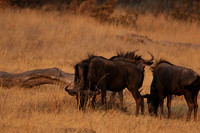 Matetsi private game reserve
