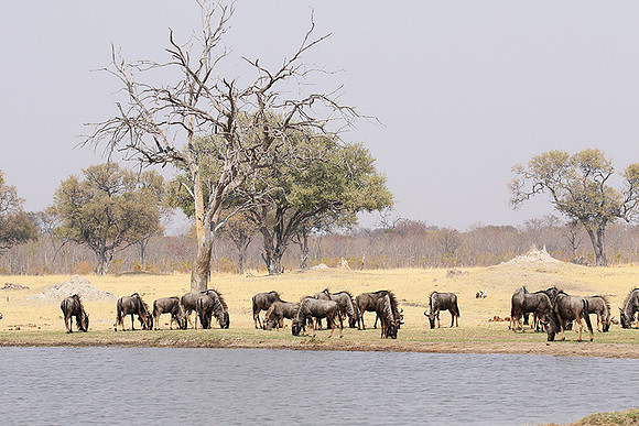 Hwange National Park
