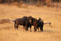 Matetsi private game reserve