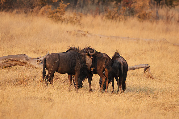 Matetsi private game reserve