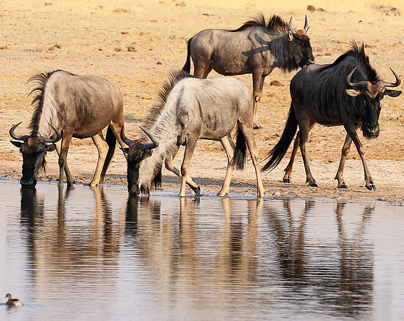 Hwange National Park