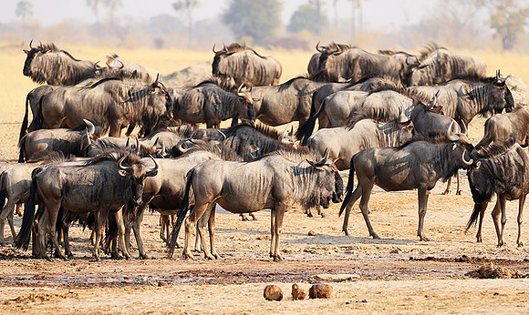 Hwange National Park