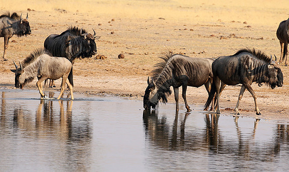 Hwange National Park