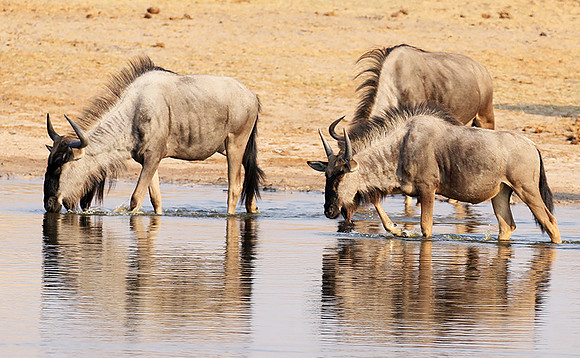 Hwange National Park