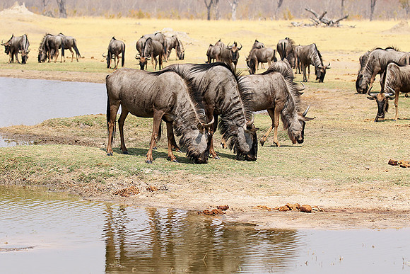 Hwange National Park