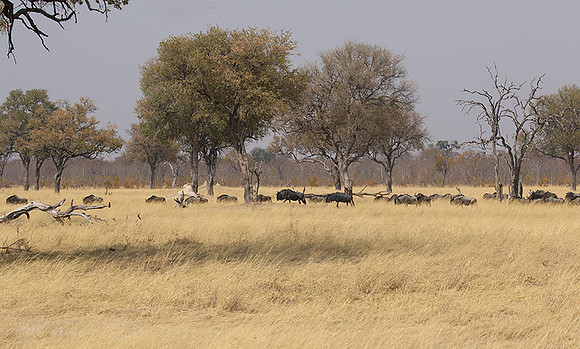 Hwange National Park
