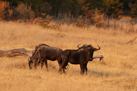 Matetsi private game reserve