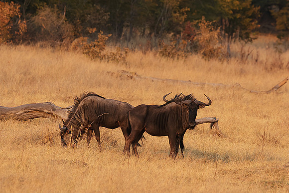 Matetsi private game reserve