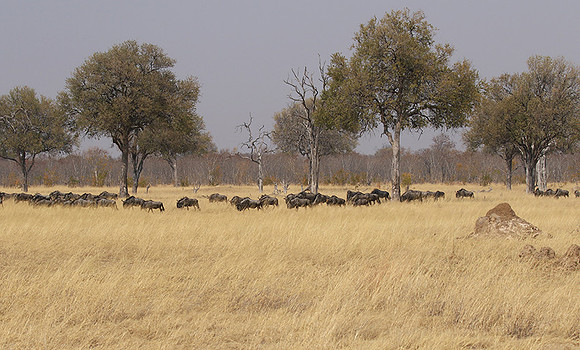 Hwange National Park