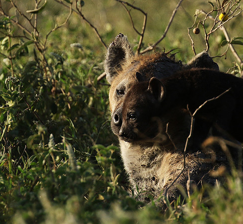Spotted hyena - Serengeti - Grumeti