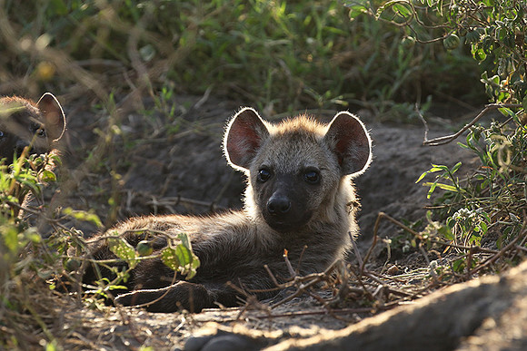 Spotted hyena - Serengeti - Grumeti