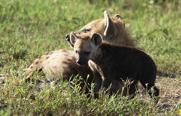 Spotted hyena - Serengeti - Grumeti