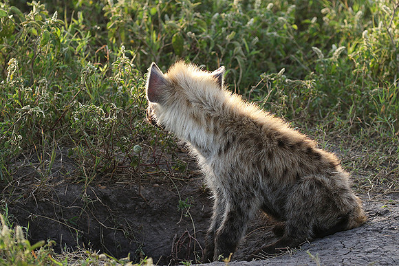 Spotted hyena - Serengeti - Grumeti
