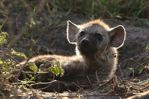 Spotted hyena - Serengeti - Grumeti