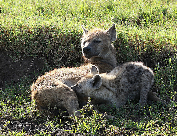 Spotted hyena - Serengeti - Grumeti