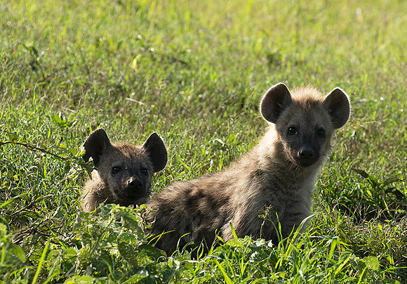 Spotted hyena - Serengeti - Grumeti