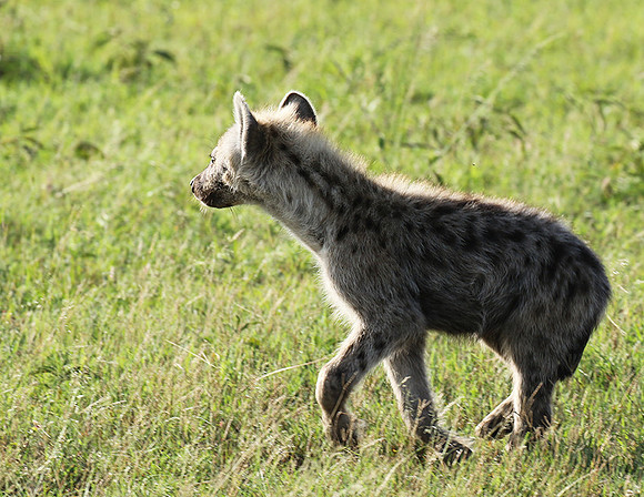 Spotted hyena - Serengeti - Grumeti