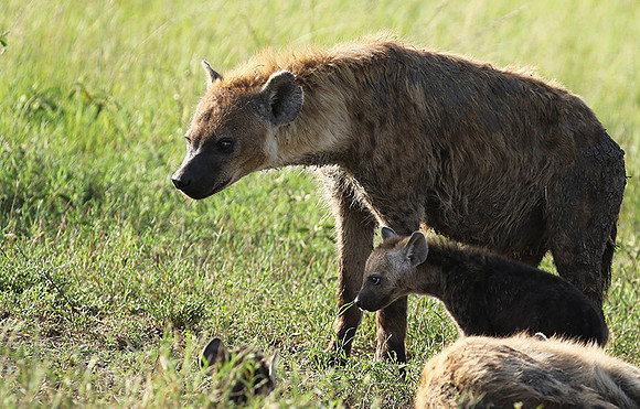 Spotted hyena - Serengeti - Grumeti