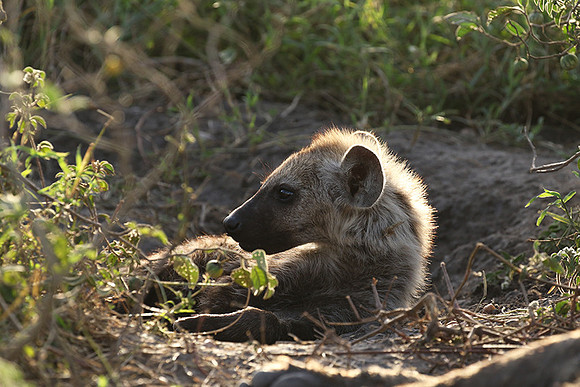 Spotted hyena - Serengeti - Grumeti