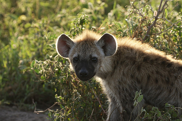 Spotted hyena - Serengeti - Grumeti