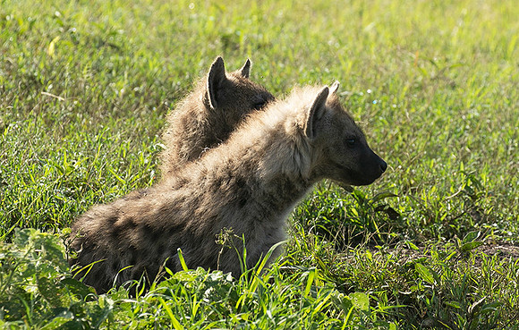Spotted hyena - Serengeti - Grumeti