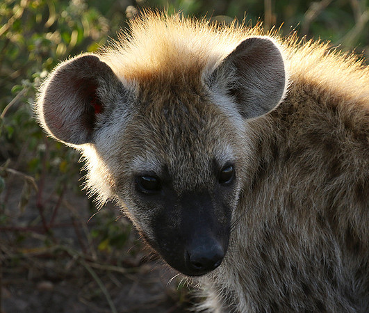 Spotted hyena - Serengeti - Grumeti Private Reserve