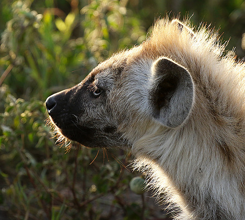 Spotted hyena - Serengeti - Grumeti Private Reserve