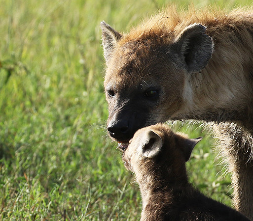 Spotted hyena - Serengeti - Grumeti