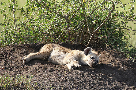 Spotted hyena - Serengeti - Grumeti