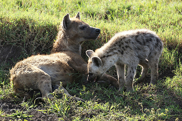 Spotted hyena - Serengeti - Grumeti