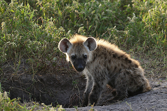 Spotted hyena - Serengeti - Grumeti