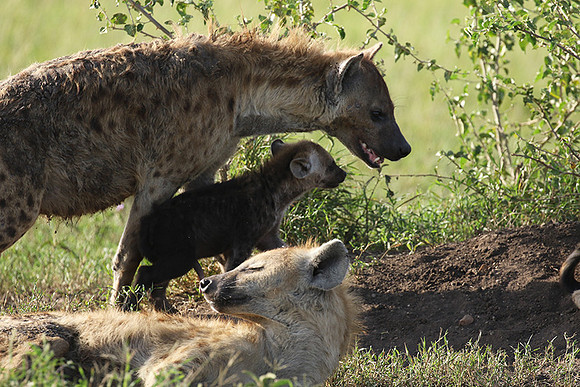 Spotted hyena - Serengeti - Grumeti