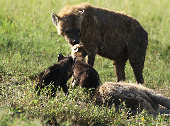 Spotted hyena - Serengeti - Grumeti