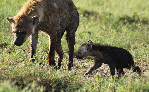 Spotted hyena - Serengeti - Grumeti