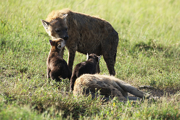 Spotted hyena - Serengeti - Grumeti